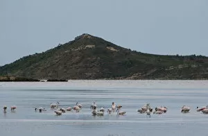 Aude Collection: Flamingos, Etang, Peyriac-de-Mer, Aude, Languedoc-Roussillon, France, Europe