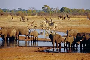 Beauty Collection: Giraffe and elephant at a water hole