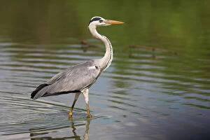 Related Images Collection: Grey heron (Ardea cinerea)