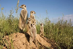 Related Images Framed Print Collection: Group of meerkats (Suricata suricatta), Kalahari Meerkat Project, Van Zylsrus