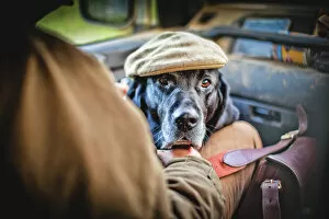 Buckinghamshire Collection: Gun dog with shooting cap, Buckinghamshire, England, United Kingdom, Europe