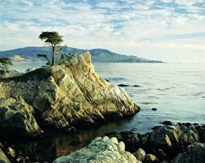 Beauty Collection: The Lone Cypress Tree on the coast