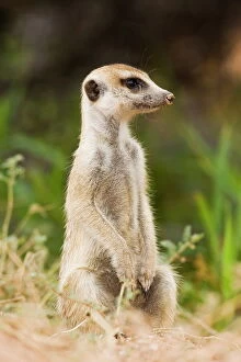 Related Images Canvas Print Collection: Meerkat or (suricate) (Suricata suricatta) sitting while watching