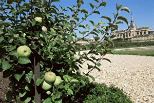 Potager du Roi Print: August 1739, Versailles"