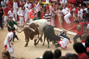 Euskadi Collection: Running of the bulls, San Fermin festival, Plaza de Toros, Pamplona, Navarra