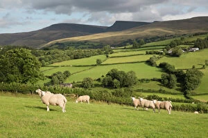 Sheep Metal Print Collection: Sheep below Black Mountain, Llanddeusant, Brecon Beacons National Park, Carmarthenshire