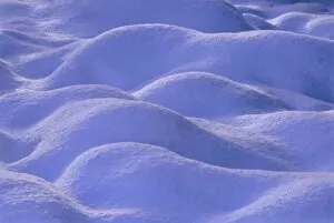 Landscape Fine Art Print Collection: Snow covering heather