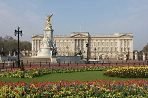 Palaces Metal Print Collection: Spring tulips at Buckingham Palace, London, England, United Kingdom, Europe