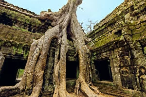 Cambodian Cambodian Collection: Tree roots on a gallery in 12th century Khmer temple Ta Prohm, a Tomb Raider film