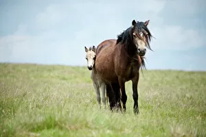 Powys Collection: Welsh ponies and foals on the Mynydd Epynt moorland, Powys, Wales, United Kingdom, Europe