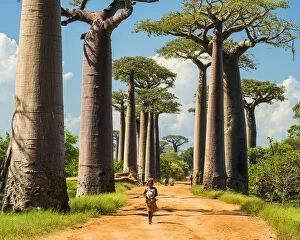 Landscape paintings Canvas Print Collection: Avenue of the Baobabs (UNESCO World Heritage site), Madagascar