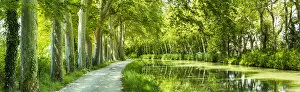 Sycamore Collection: Canal du Midi, near Castelnaudary, Languedoc, France