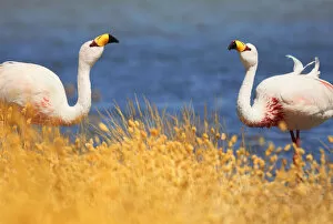 Altiplano Collection: A couple of James flamingos (Phoenicoparrus Jamesi) in Canapa Lake, Potosi, Bolivia