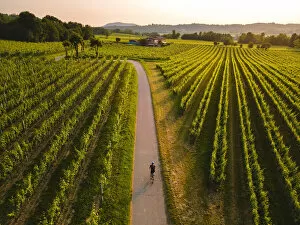 Panoramic View Collection: Cycling through the vineyards of Franciacorta at sunset, Brescia province, Lombardy