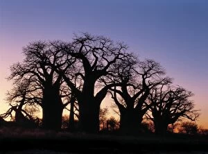 Fine Art Metal Print Collection: A dawn sky silhouettes a spectacular grove of ancient baobab trees