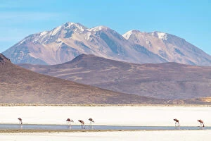 Flamingo Collection: Flamingos at salt flats and Chachani volcano in background, Salinas y Aguada Blanca National Reserve