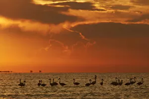 Salt Lake Collection: Flamingos silhouette at sunset in the waters of Laguna Mar Chiquita (Mar de Ansenuza)