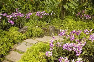 Singapore Botanical Gardens Collection: Orchid garden, Singapore Botanic Gardens, Singapore