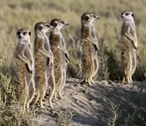 Carnivores Canvas Print Collection: A pack of meerkats on the edge of the Ntwetwe salt