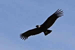 Flying Collection: Peru, A magnificent Andean Condor above the Colca Canyon. At 3, 191 metres