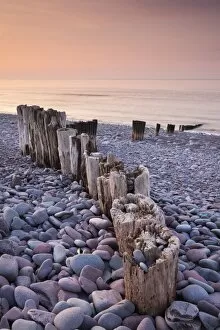 Sunset landscapes Photographic Print Collection: Weathered wooden groyne on Bossington Beach at sunset, Exmoor National Park, Somerset, England