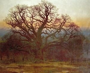 Nottingham Collection: Major Oak, Sherwood Forest, Nottinghamshire