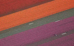 Aerial Views Fine Art Print Collection: An aerial view of tulip fields near the city of Creil