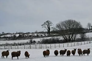Horn Animal Collection: Black sheep are seen in the snow in Hillsborough