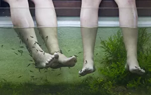 Singaporean Collection: Customers rest their feet in a tank containing doctor fish at a fish spa inside a