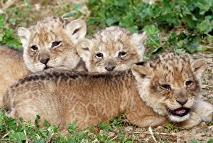 African lion Canvas Print Collection: One-month-old lion cubs lie together at the Ramat Gan Safari