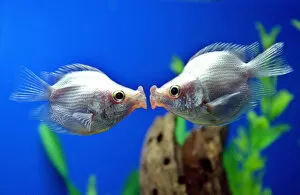 Love Fine Art Print Collection: A pair of tropical kissing fish kiss in Shanghai