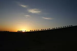Sunlight Collection: Visitors ride camels as sun rises in Dunhuang