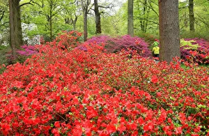 Britain Metal Print Collection: Visitors view the spectacular azaleas and rhodedendron blossoming in Richmond Park in