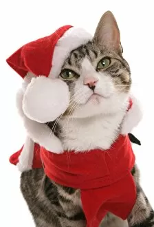 Cats Greetings Card Collection: Domestic Cat, Tabby and White, adult, dressed in Christmas costume, close-up of head