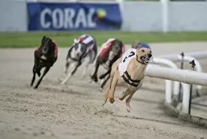 Dog Racing Photo Mug Collection: Domestic Dog, Greyhound, adults, racing at track, England, july