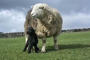 Breed Collection: Domestic Sheep, Herdwick ewe and newborn lamb, standing in pasture, Cumbria, England, April