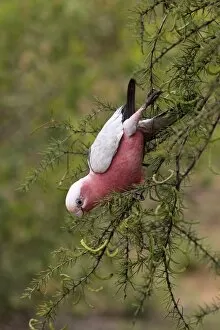 Australasia Collection: Galah (Eolophus roseicapillus) adult, feeding on acacia seedpods in tree, Outback
