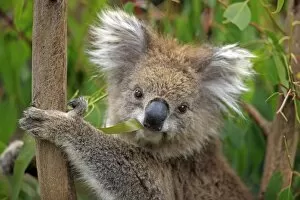 Australasia Collection: Koala (Phascolarctos cinereus) adult, close-up of head, feeding on leaves in eucalyptus tree