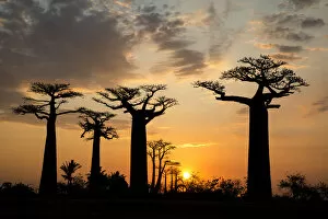 Madagascar Collection: Africa, Madagascar, Morondava, Baobab Alley