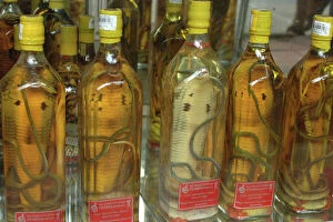 Saigon Collection: Asia, Vietnam. Snake wine for sale in a Saigon store, Ho Chi Minh City