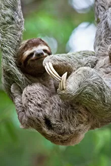 Related Images Jigsaw Puzzle Collection: Close up of a young Brown-throated Sloth (Bradypus variegatus) nurses its baby
