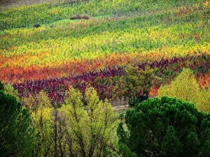 Stylish Collection: Europe; Italy; Tuscany; Chianti; Autumn Vinyards Rows with Bright Color