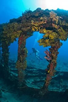 Stuart Westmorland Collection: Female teen scuba diver, Wreck of the RMS Rhone, sank after the Great Hurricane of