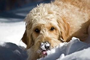 Poodle Standard Collection: A Goldendoodle with snow on its nose