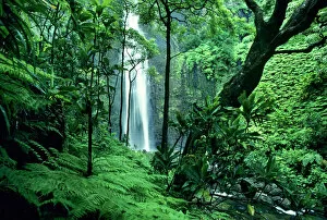 Forest artwork Collection: Hanakapiai Falls along the Na Pali Coast, Kauai, Hawaii