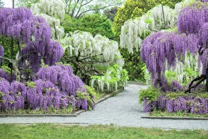 Related Images Photographic Print Collection: Japanese Wisteria, Longwood Gardens, Kennett Square, Pennsylvania, USA