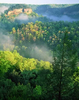 Northern Rock Mouse Photo Mug Collection: KENTUCKY. USA. Fog at sunrise, Red River Gorge. Daniel Boone National Forest