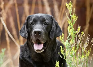 Shorthaired Collection: Portrait of a Black Labrador Retriever sitting by some yellow flowers