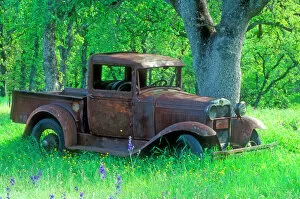 Restore Collection: A rusting 1931 Ford pickup truck sitting in a field under an oak tree