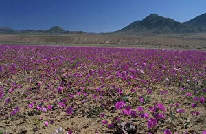 Related Images Cushion Collection: South America, Chile, Atacama Desert Copiaco Atacama Desert in bloom